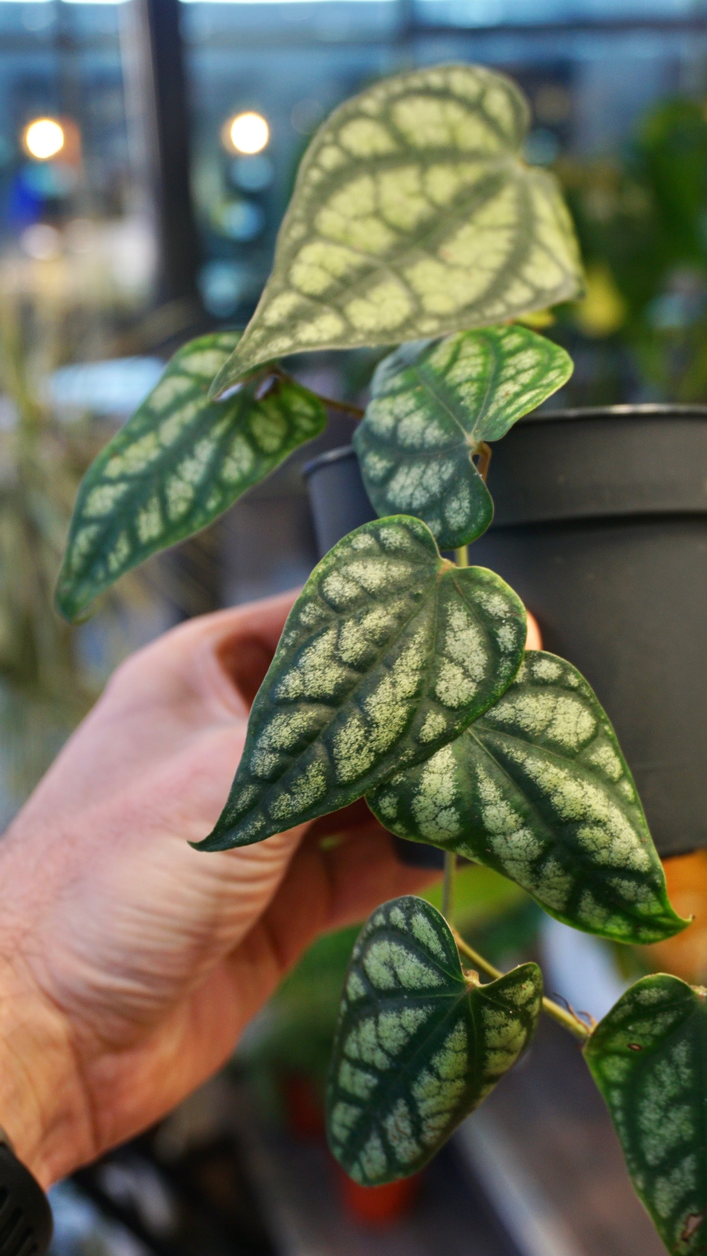 Piper Sylvaticum studio plantes rares jungle jardinerie strasbourg rare plant shop online pflanzen