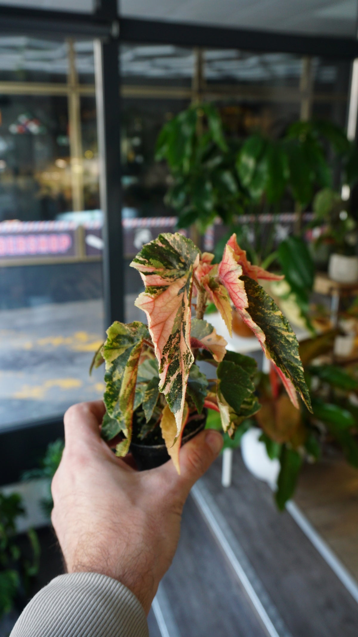 Bégonia Ginny Galaxy Variegata studio plantes rares jungle jardinerie strasbourg rare plant shop online pflanzen