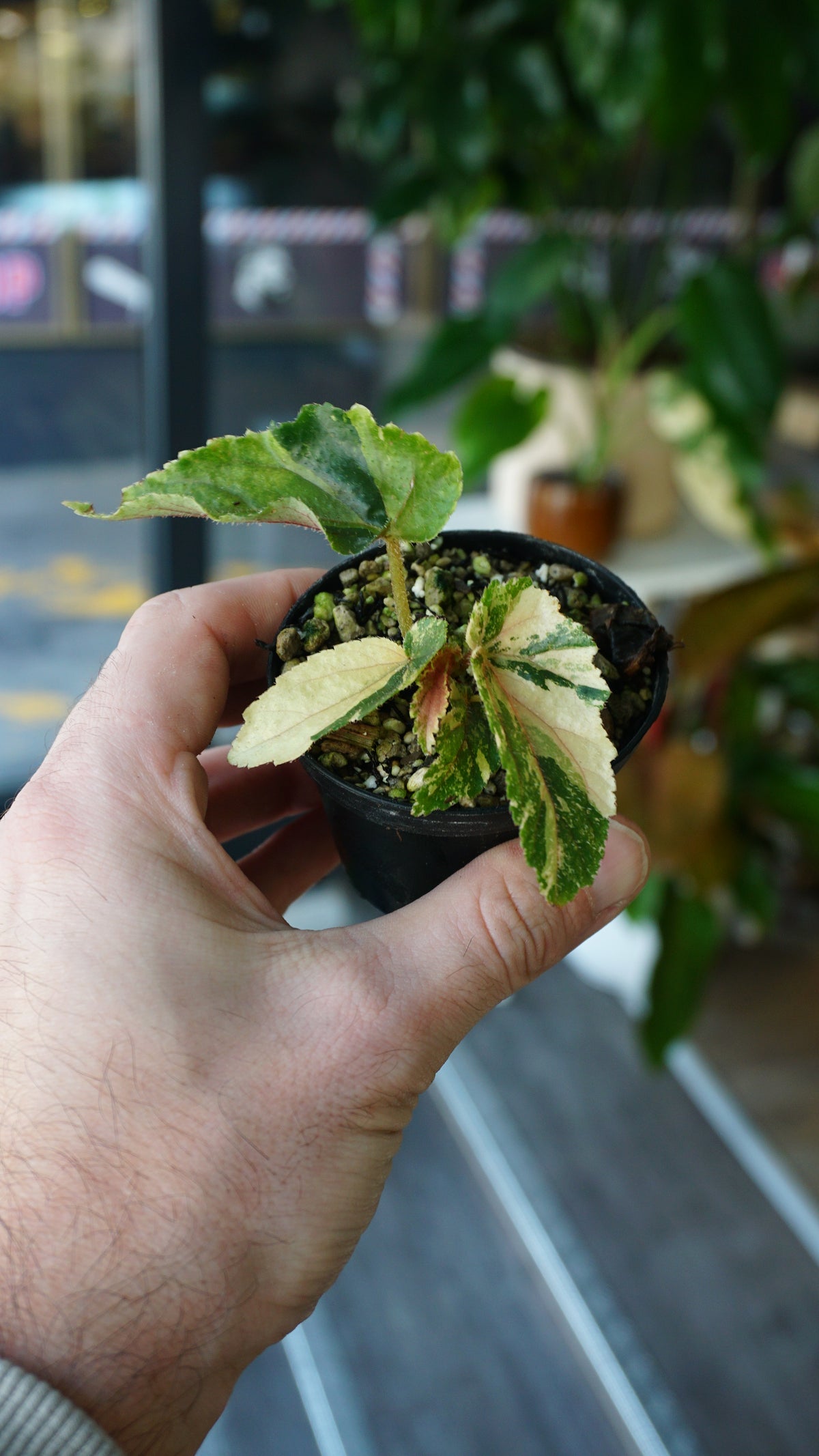 Begonie Ginny Galaxy Variegata