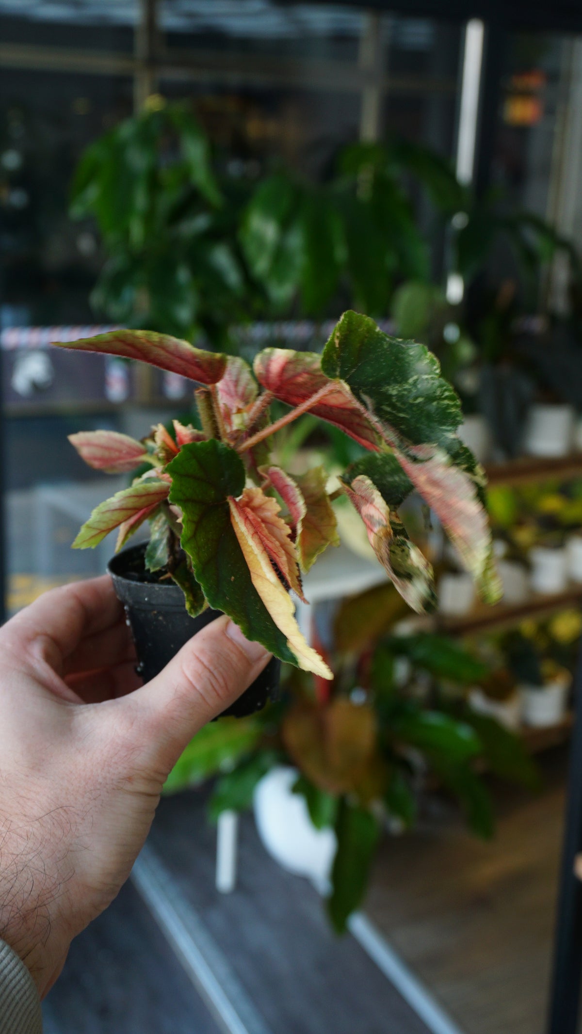 Begonie Ginny Galaxy Variegata