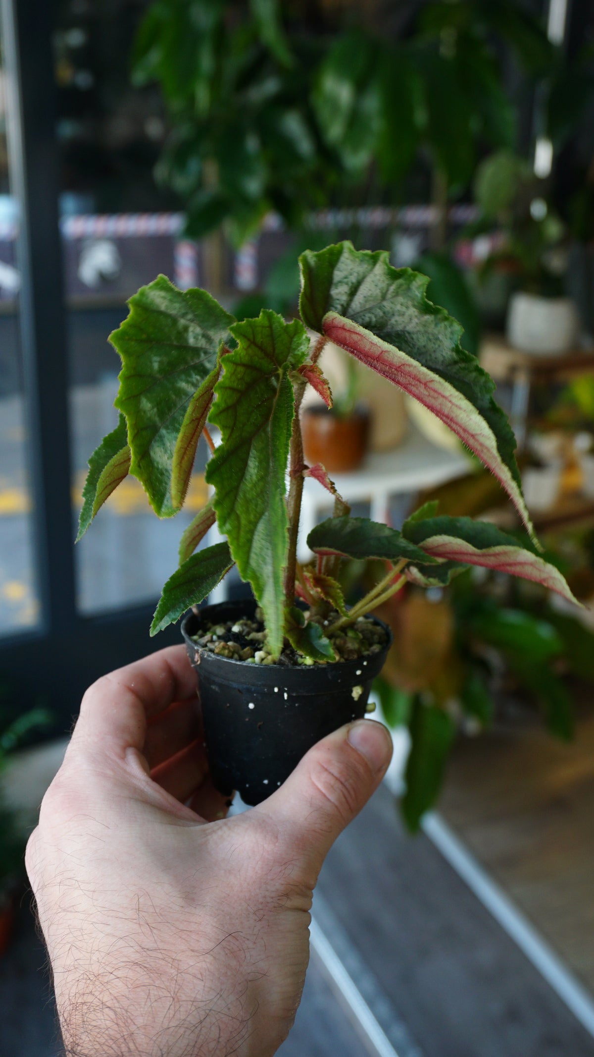 Begonie Ginny Galaxy Variegata