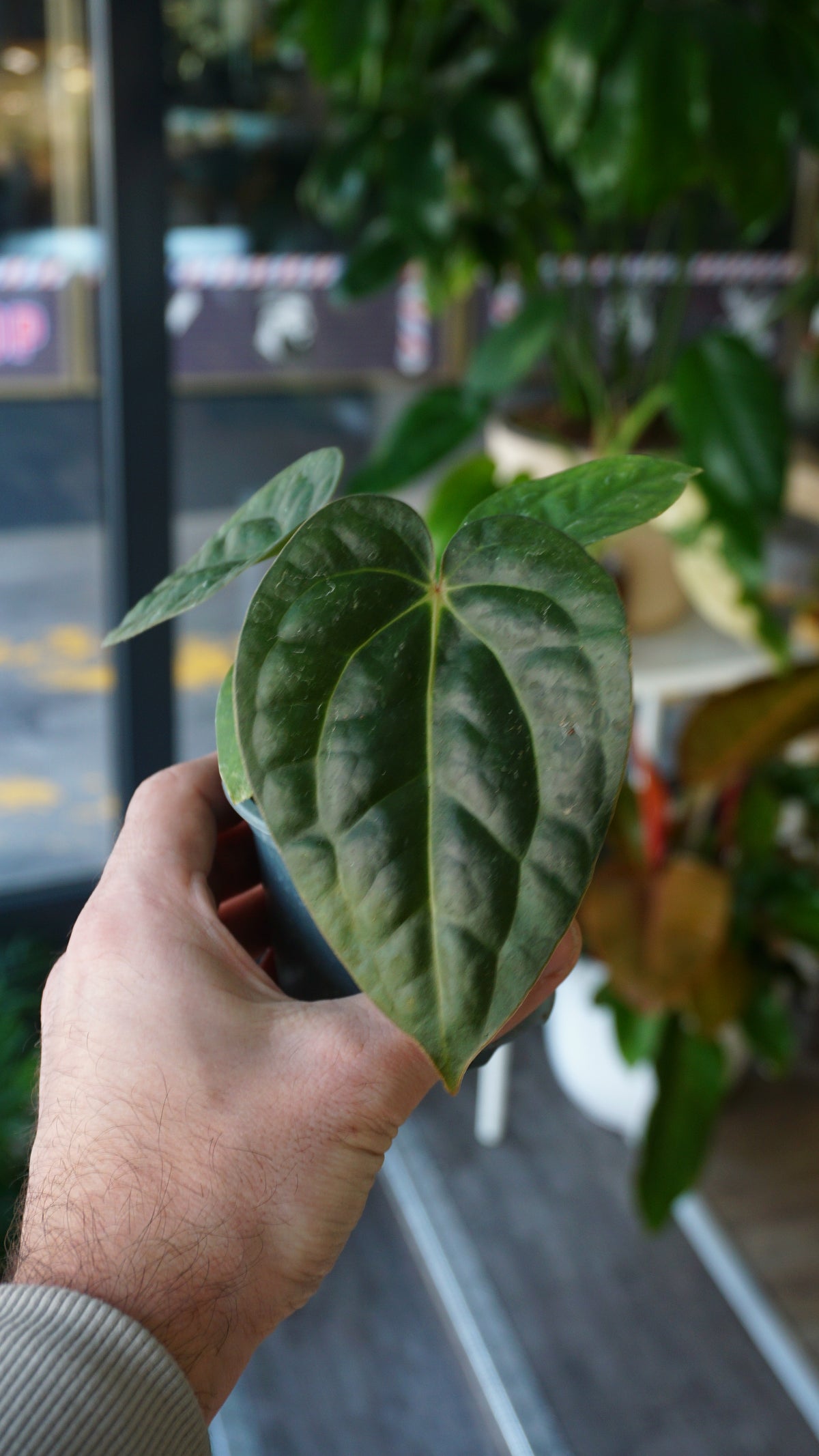 Anthurium Carlablackiae OG1 x Luxurians