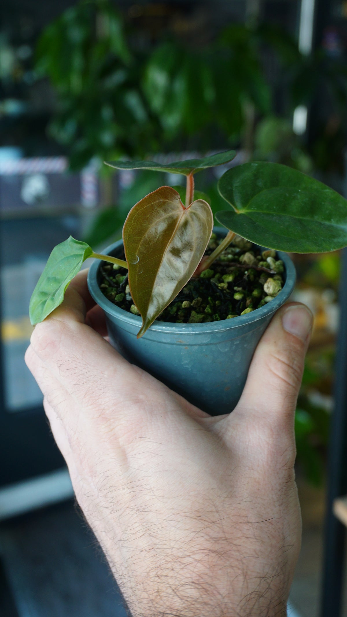 Anthurium Carlablackiae OG1 x Luxurians