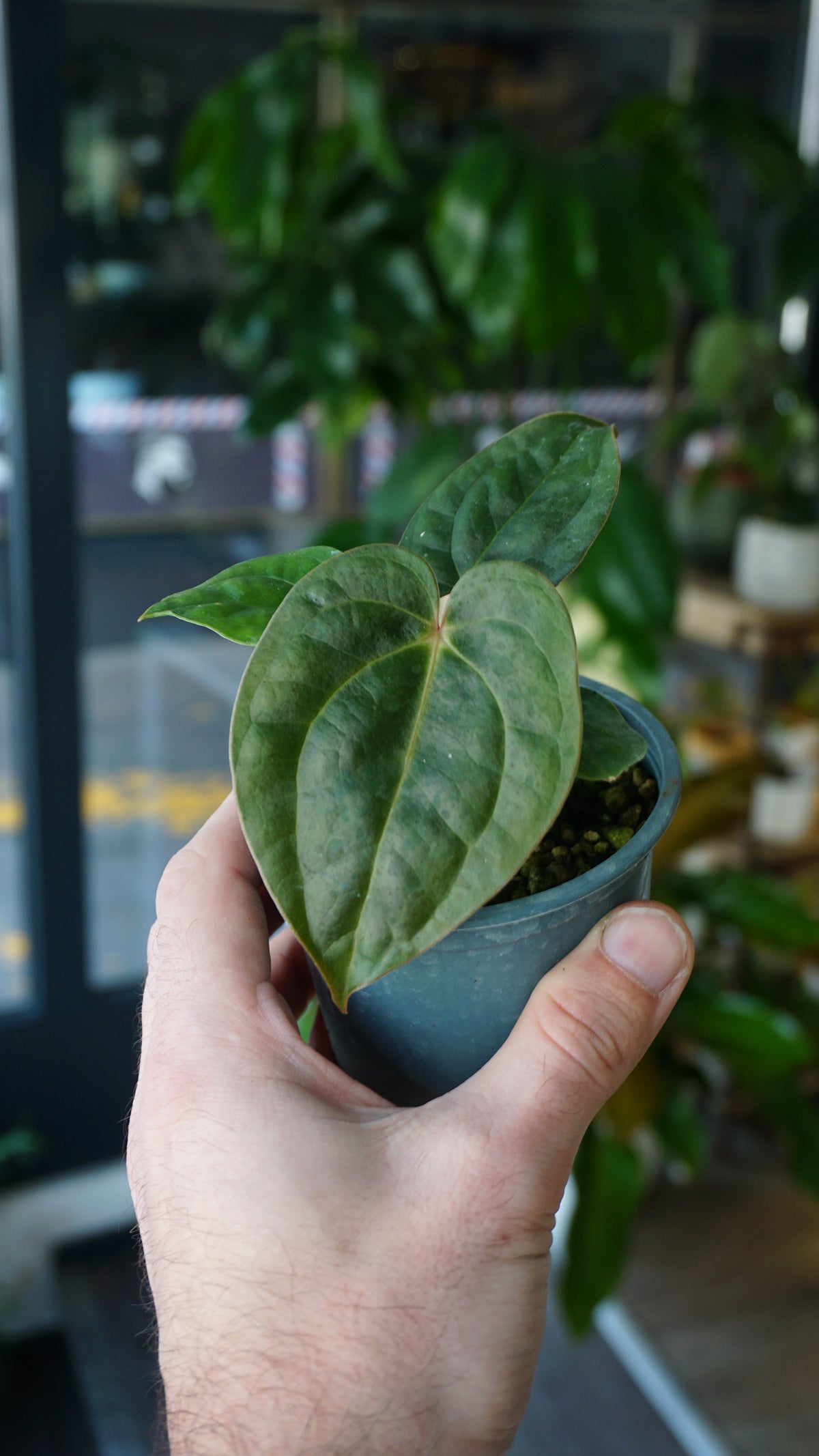 Anthurium Carlablackiae OG1 x Luxurians