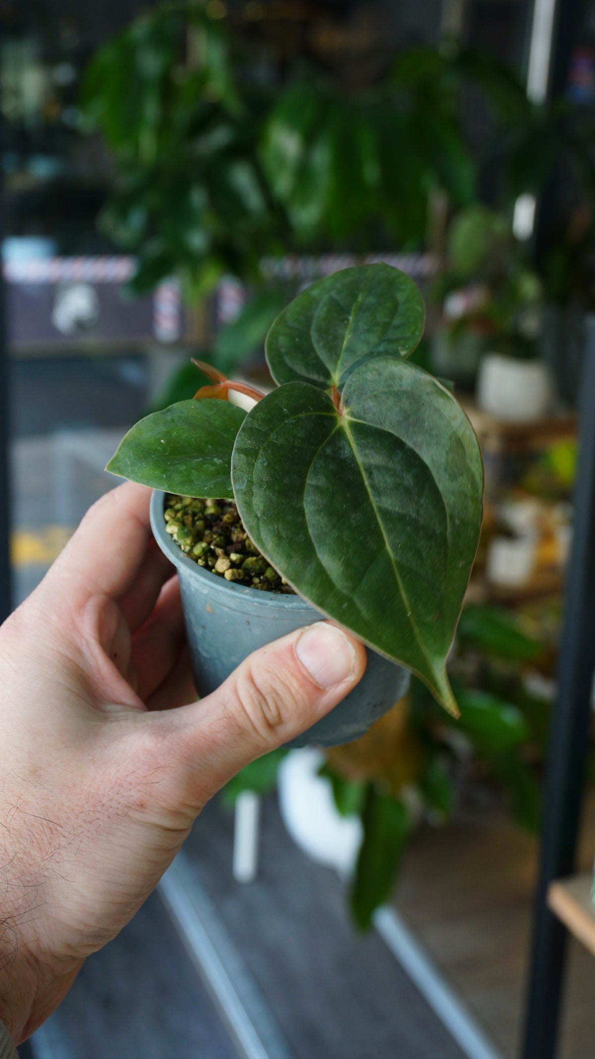 Anthurium Carlablackiae OG1 x Luxurians