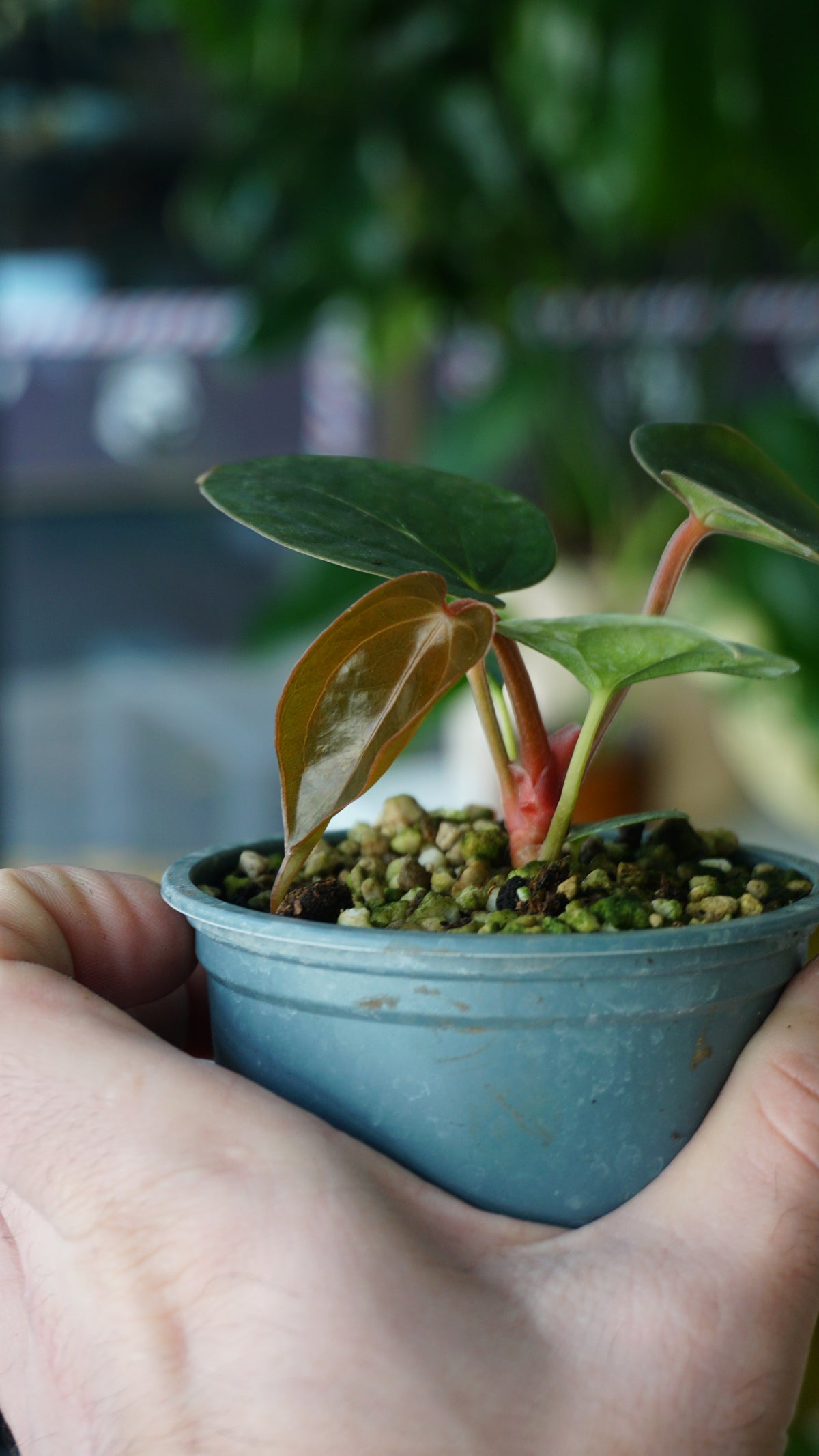 Anthurium Carlablackiae OG1 x Luxurians