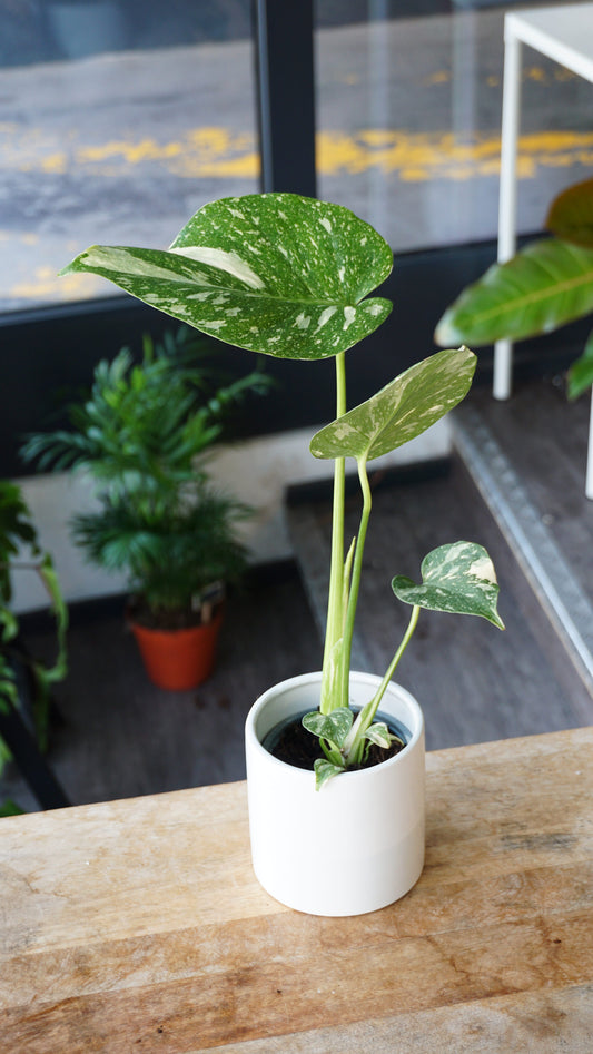 Monstera Thai Constellation