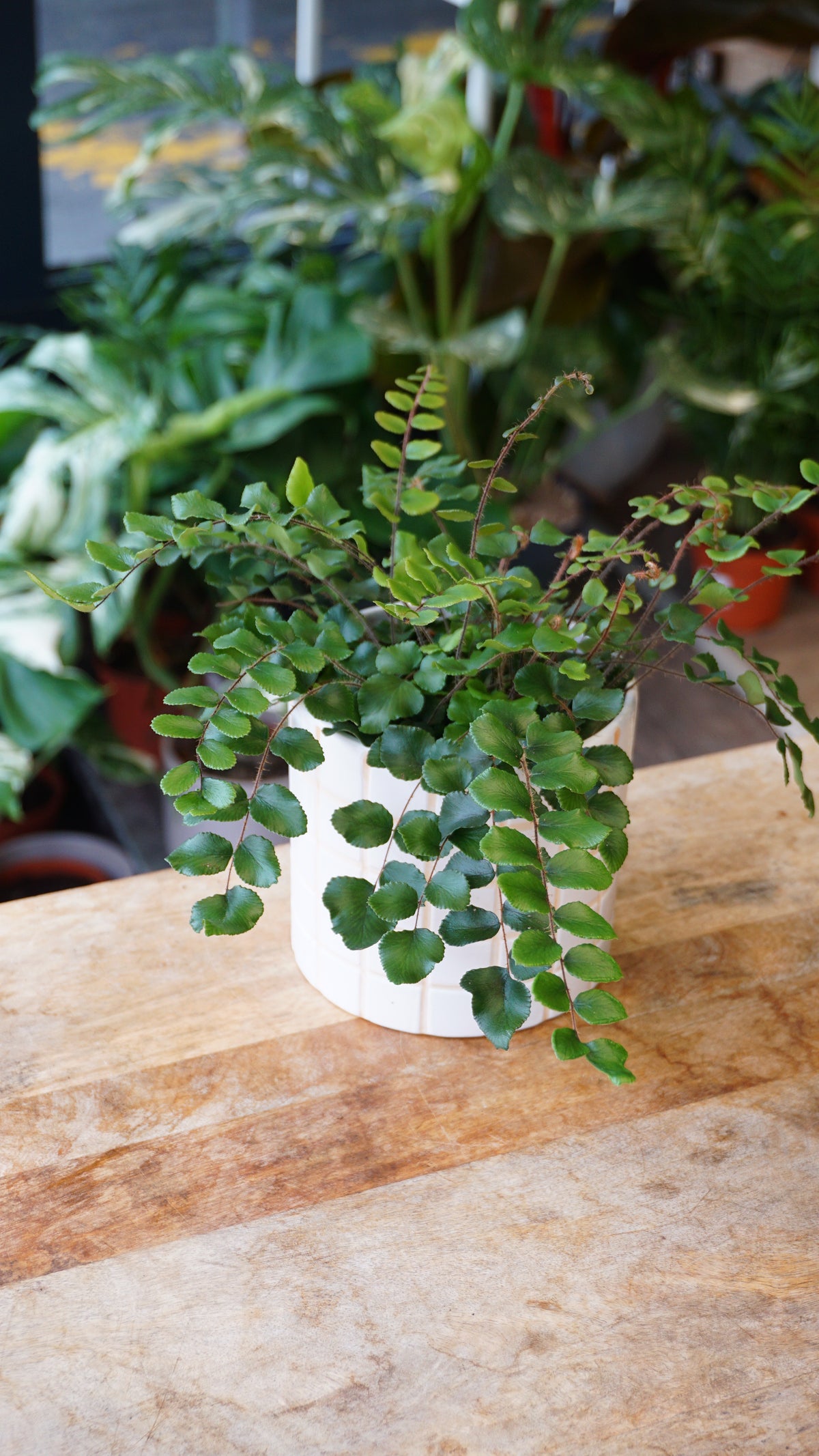 Pellaea rotundifolia studio plantes rares jungle jardinerie strasbourg rare plant shop online pflanzen