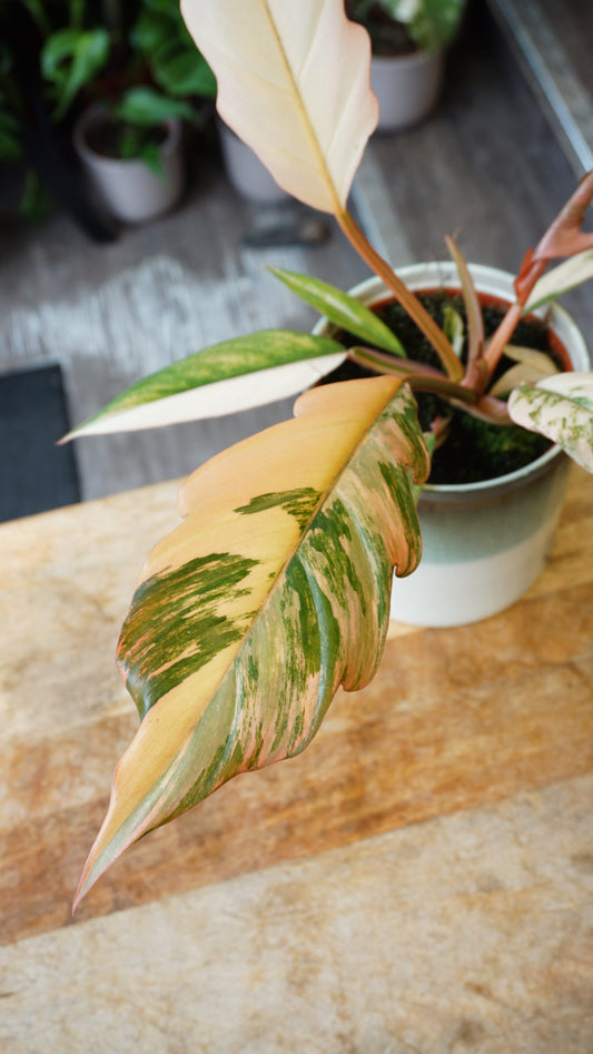 philodendron caramel marble variegata studio plantes rares jungle jardinerie strasbourg rare plant shop online pflanzen plant number 1 angle