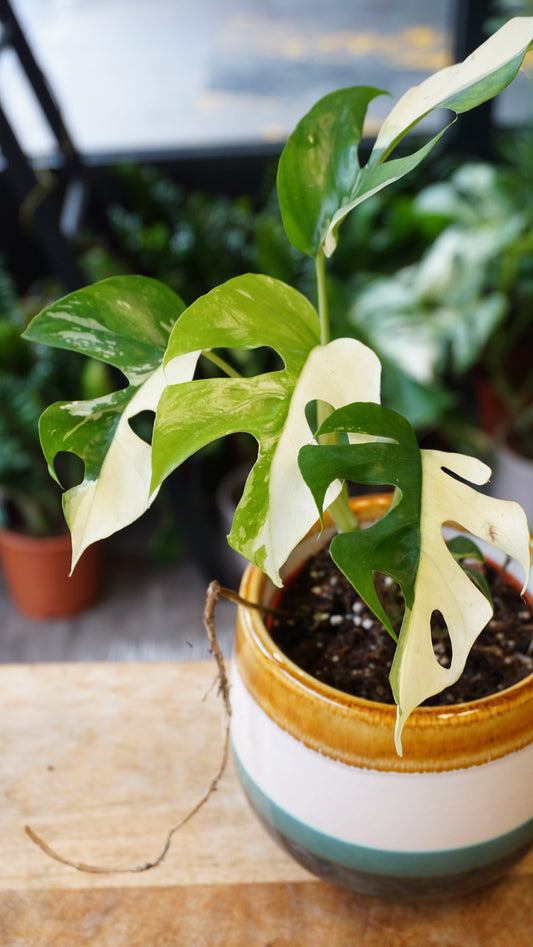 Rhaphidophora Tetrasperma Variegata - Monstera Minima Variegata studio plantes rares jungle jardinerie strasbourg rare plant shop online pflanzen