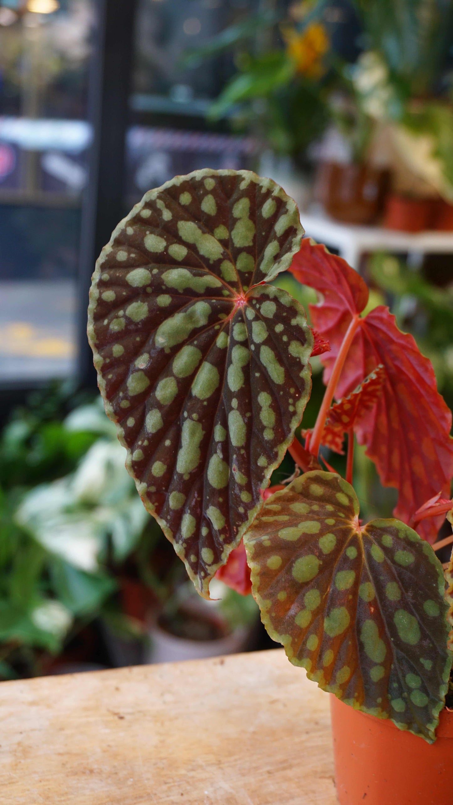 Begonia Chlorosticta studio plantes rares jungle jardinerie strasbourg rare plant shop online pflanzen