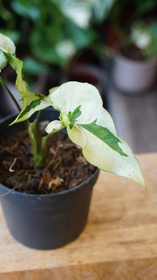Syngonium Twister White