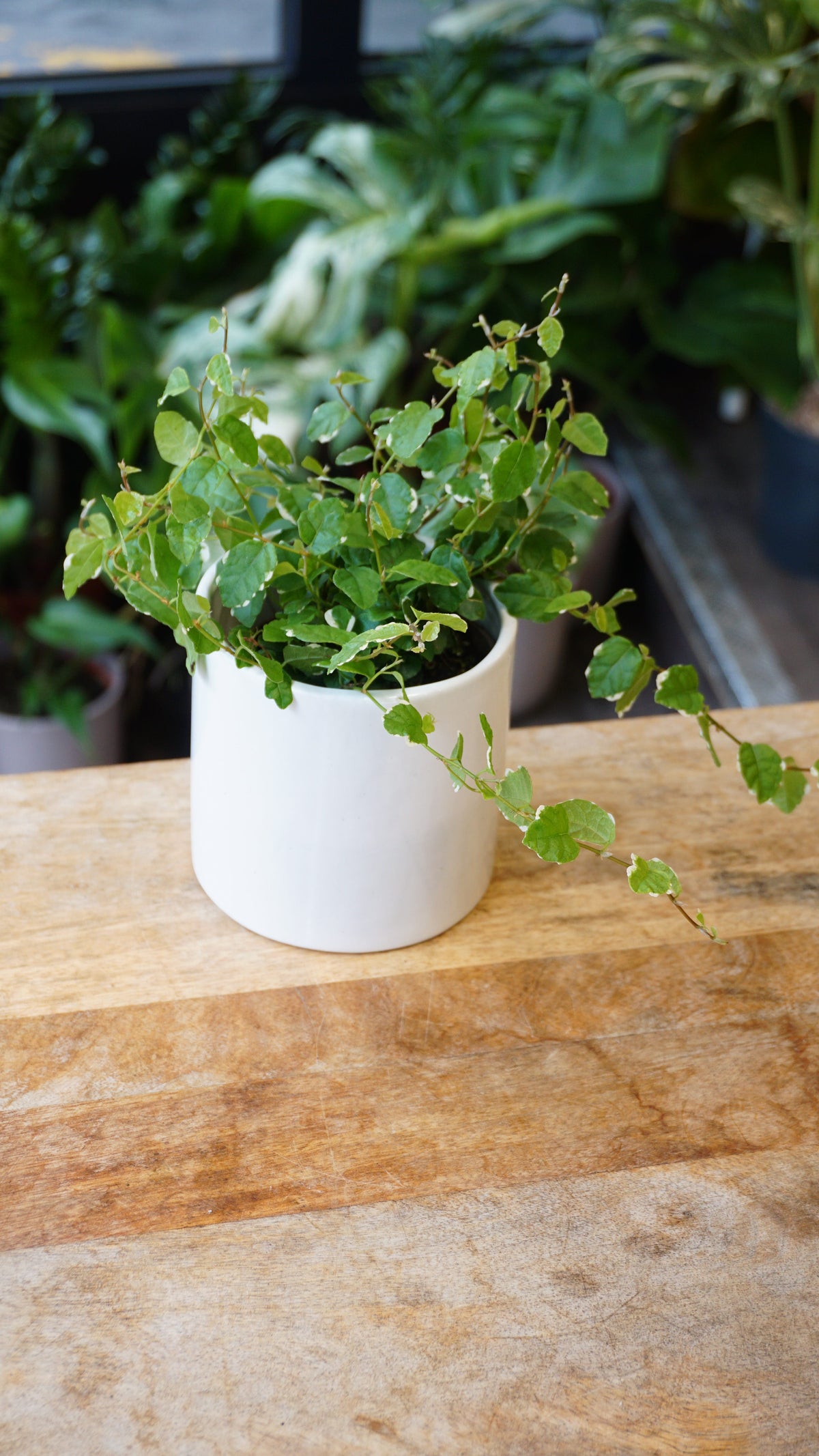 Ficus Pumilla White terrarium studio plantes rares jungle jardinerie strasbourg rare plant shop online pflanzen