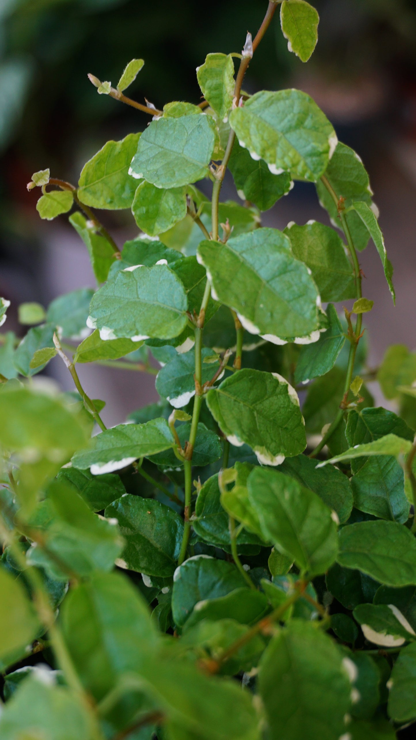 Ficus Pumilla White terrarium studio plantes rares jungle jardinerie strasbourg rare plant shop online pflanzen