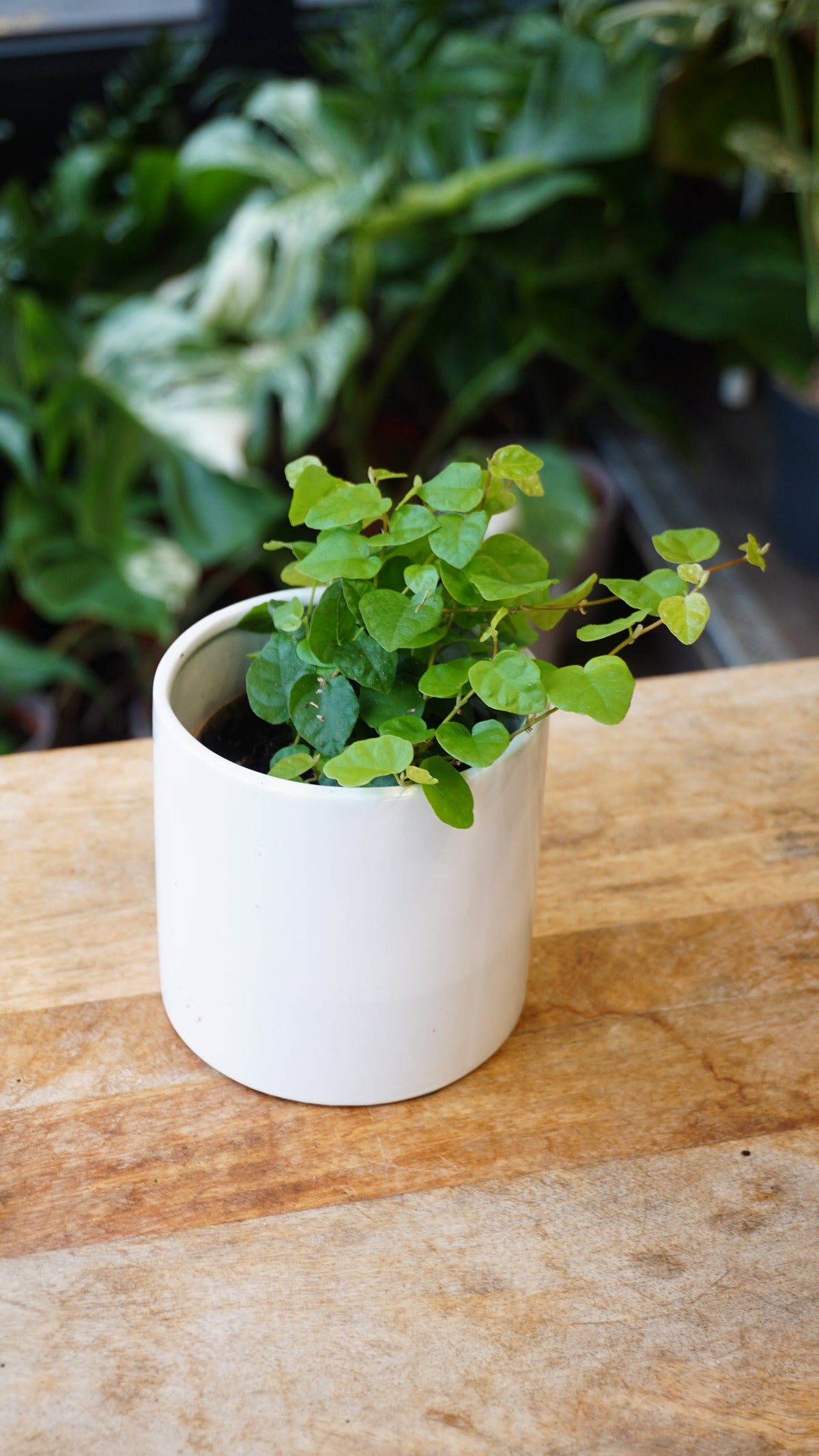 Ficus Pumila Green