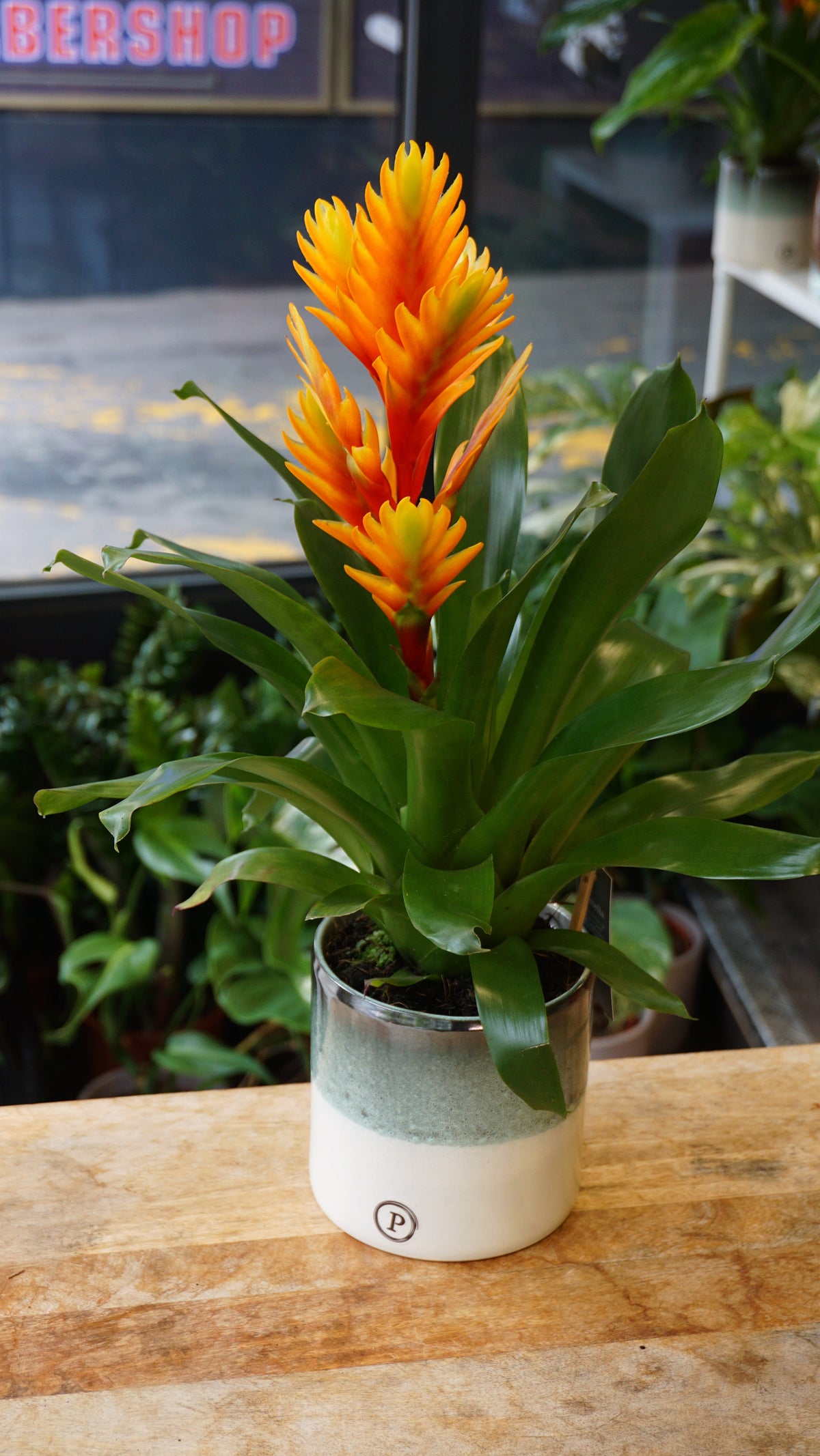 Vriesea