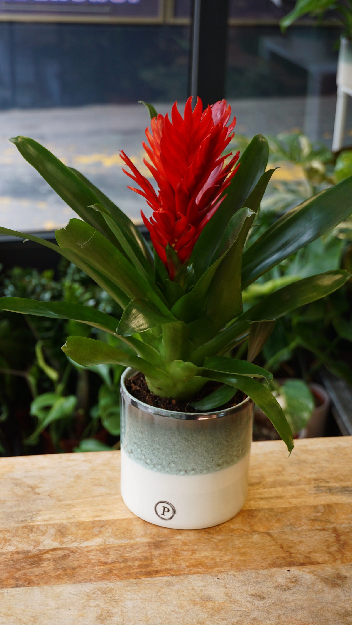 Vriesea