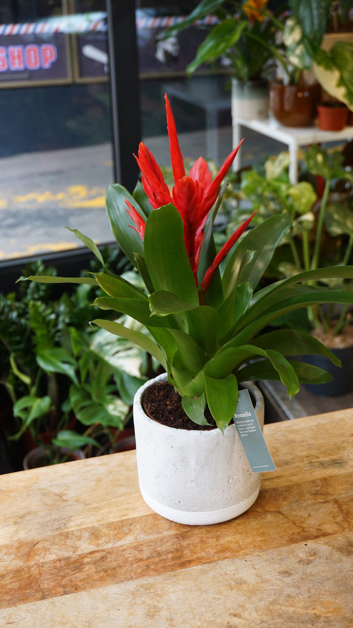 Vriesea