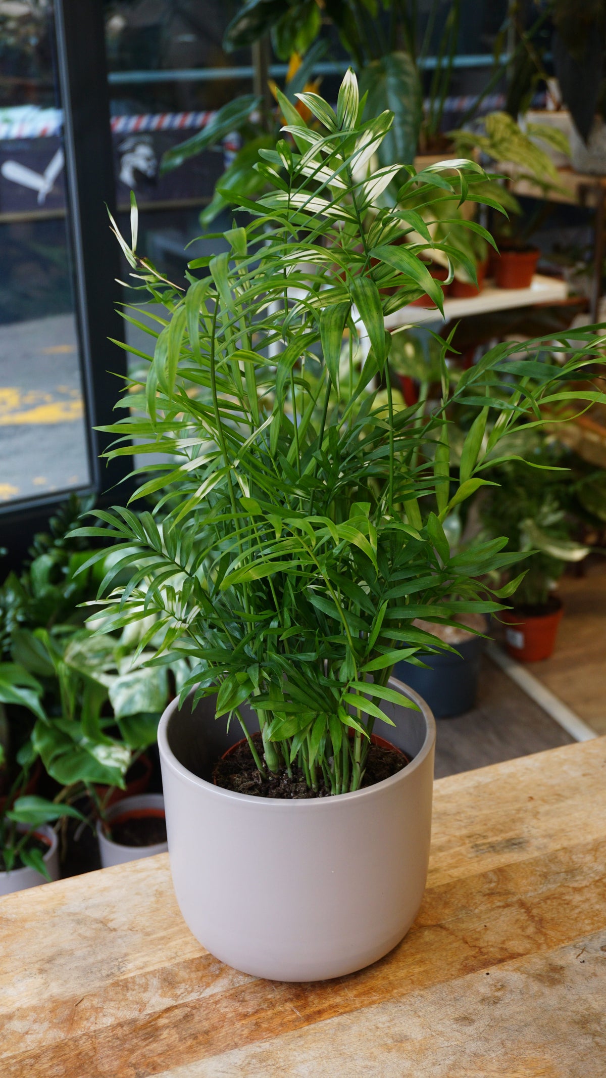 Chamaedorea Elegans Variegata studio plantes rares jungle jardinerie strasbourg rare plant shop online pflanzen