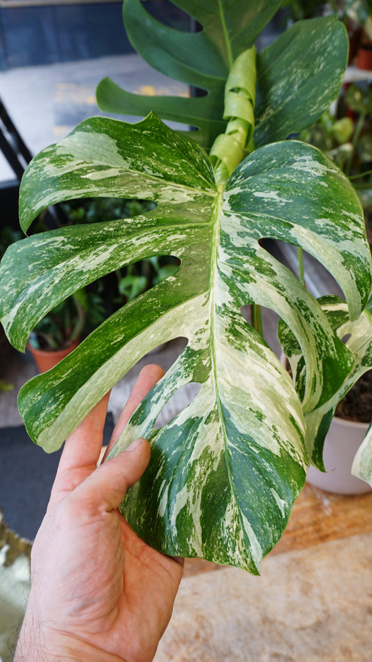 Monstera Variegata studio plantes rares jungle jardinerie strasbourg rare plant shop online pflanzen
