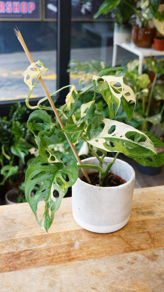 Monstera Adansonii Variegata