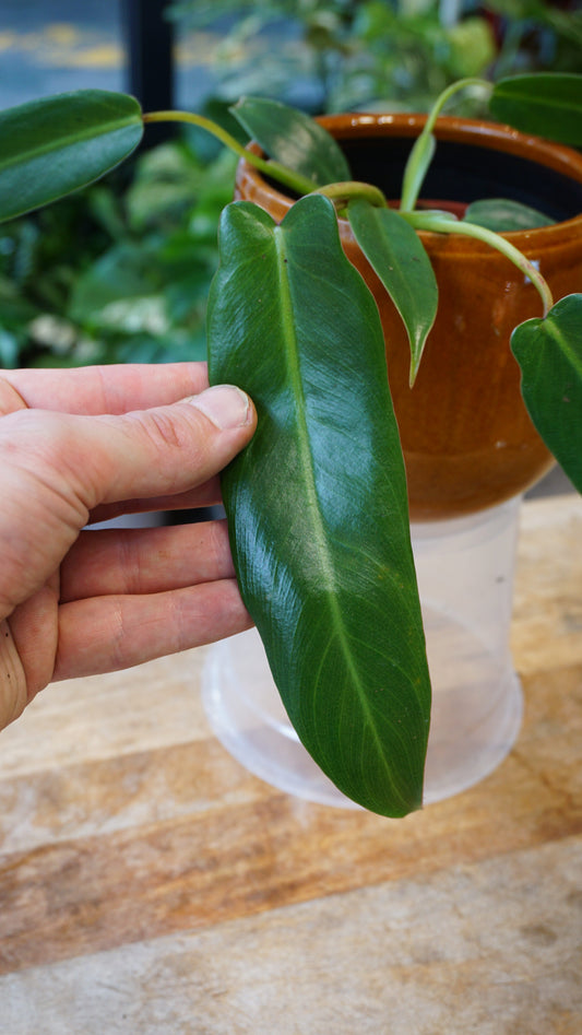 Philodendron Spiritus Sancti studio plantes rares jungle jardinerie strasbourg boutique rare plant shop online pflanzen