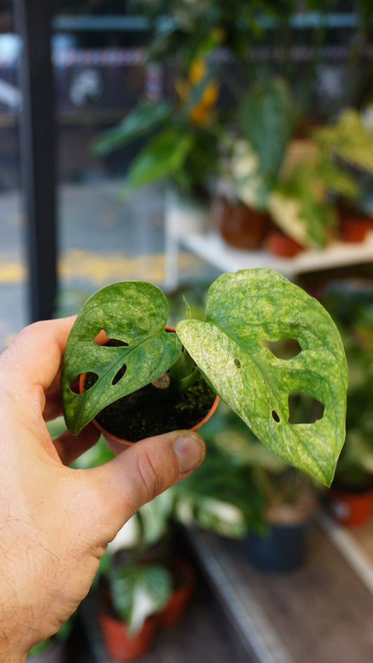 Monstera Adansonii Mint (baby)