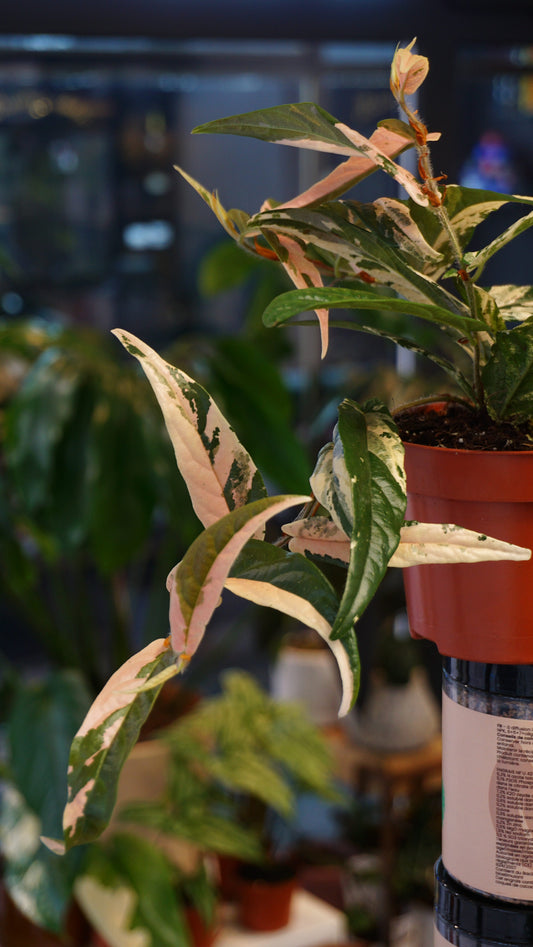 Ficus Sagittata Variegata studio plantes rares strasbourg jungle jardinerie rare plant shop online pflanzen