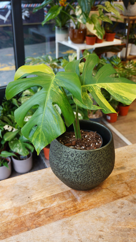 Monstera Aurea small form studio plantes rares jungle jardinerie strasbourg rare plant shop online pflanzen