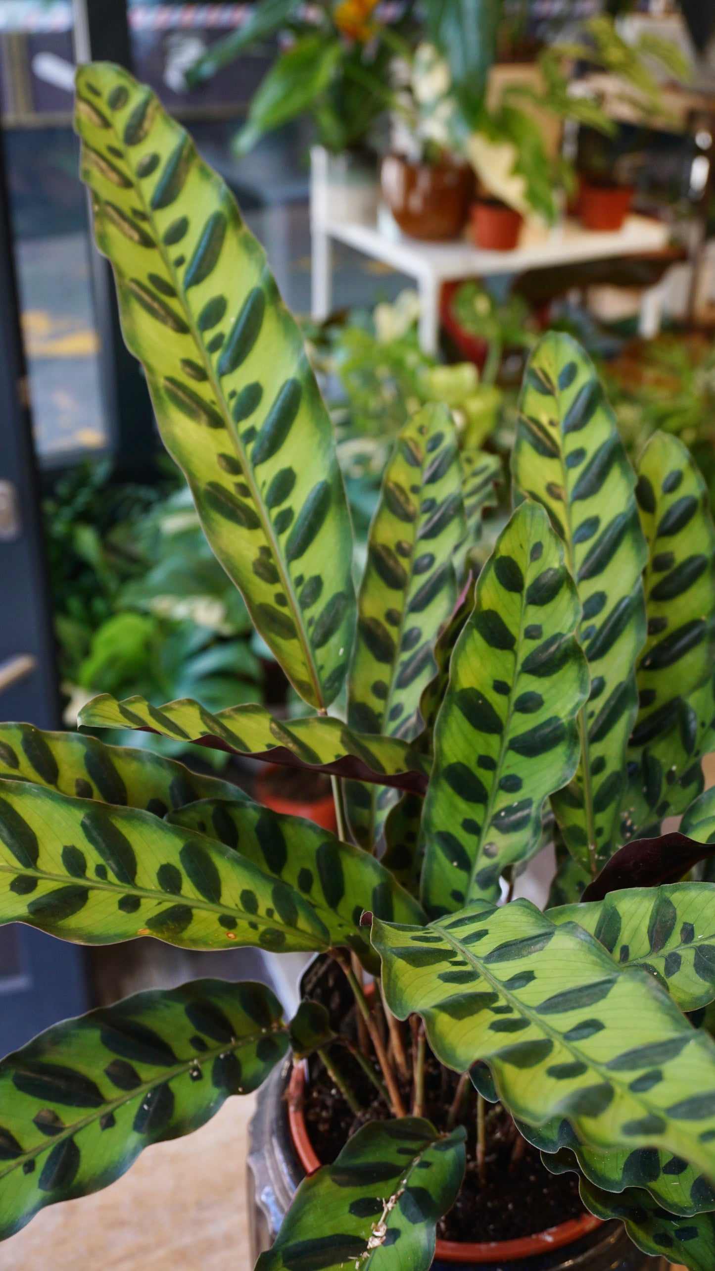 Calathea Lancifolia Studio plantes rares jungle jardinerie strasbourg rare plant shop online pflanzen