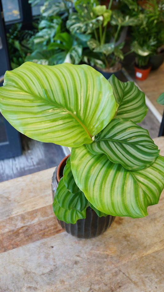 Calathea Orbifolia studio plantes rares jungle jardinerie strasbourg rare plant shop online pflanzen