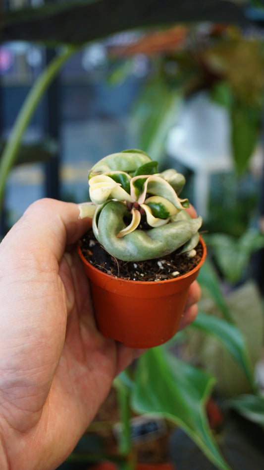 Hoya Compacta Variegata studio plantes rares jungle jardinerie strasbourg rare plant shop online pflanzen