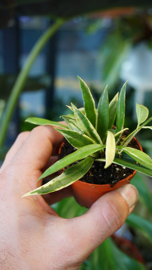Hoya Tsangii Albomarginata studio plantes rares jungle jardinerie strasbourg rare plant shop online pflanzen