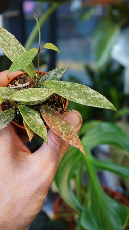 Hoya Lacunosa Laos studio plantes rares jungle jardinerie strasbourg rare plant shop online pflanzen