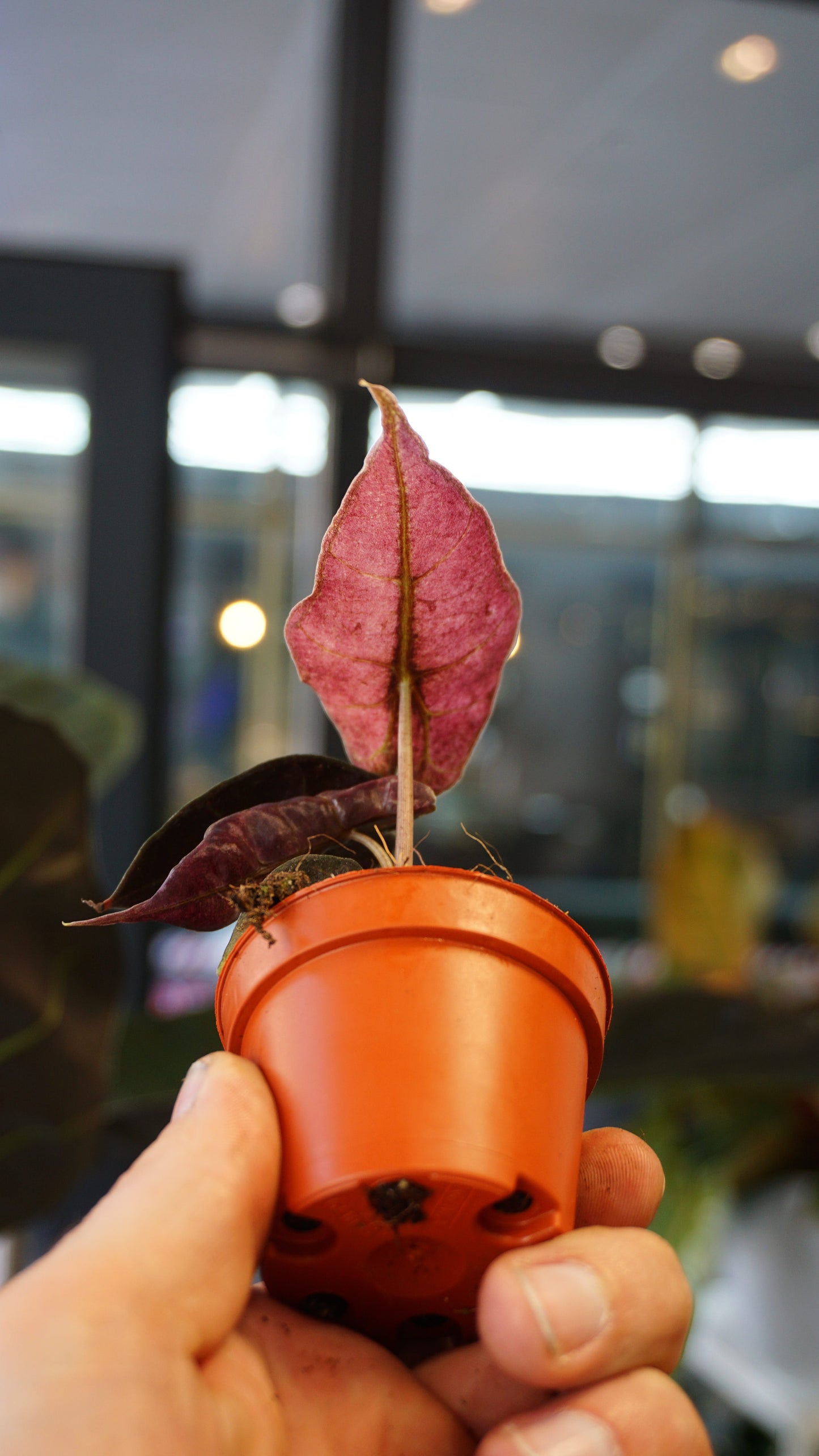 Alocasia Polly Variegata studio plantes rares jungle jardinerie strasbourg plant online pflanzen