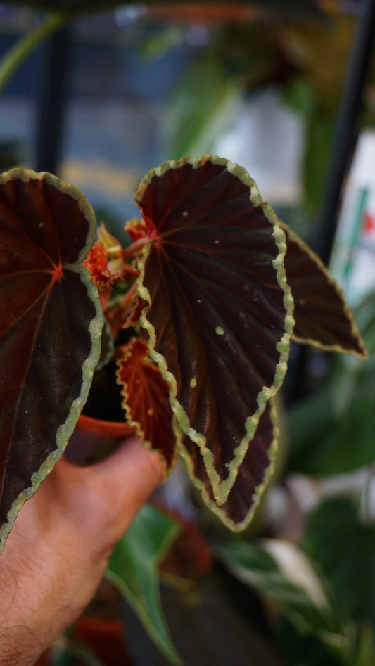 Begonia Darthvaderiana Green Spot studio plantes rares jungle jardinerie strasbourg rare plant shop online pflanzen