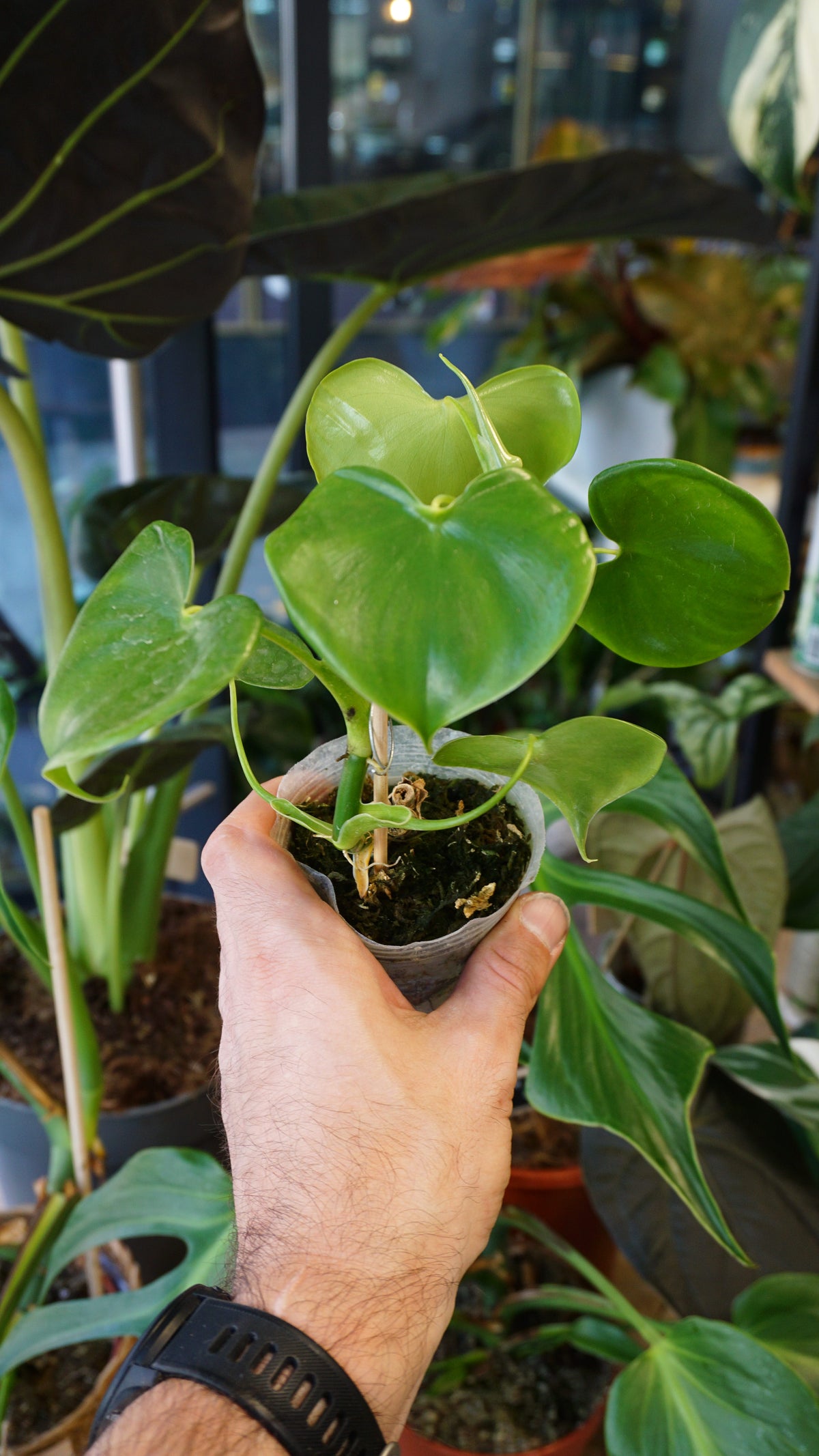 Philodendron Grazielae studio plantes rares jungle jardinerie studio plantes rares shop online pflanzen
