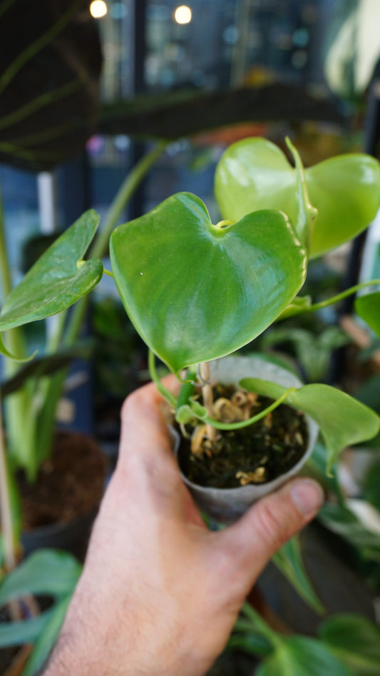 Philodendron Grazielae studio plantes rares jungle jardinerie studio plantes rares shop online pflanzen