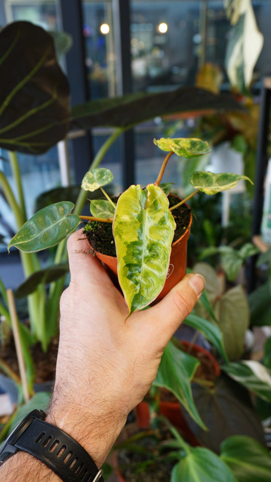 Philodendron Billietiae Variegata baby tc studio plantes rares jungle jardinerie strasbourg rare plant shop online pflanzen