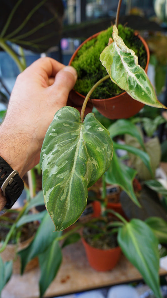 Philodendron Gloriosum Snow Leopard studio plantes rares jungle jardinerie strasbourg rare plant shop online pflanzen