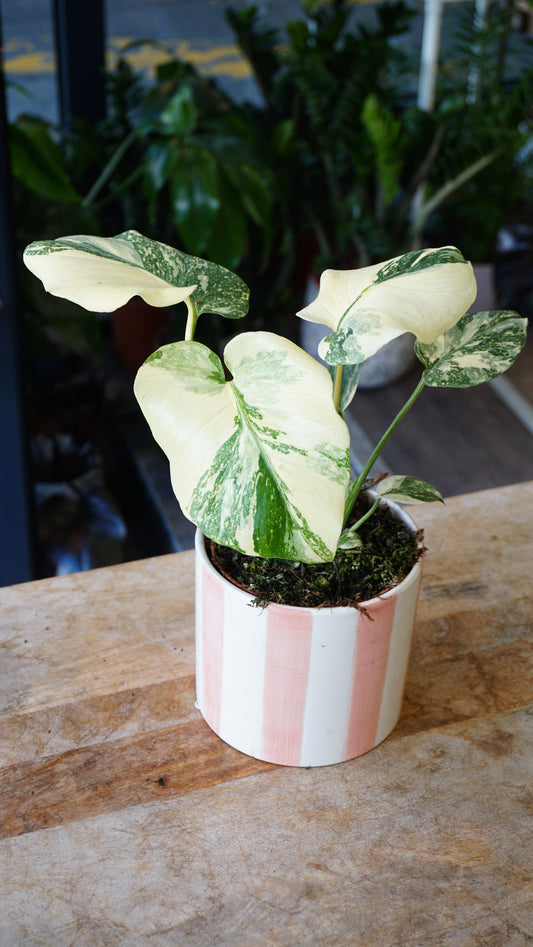 Monstera Crème Brulée studio plantes rares jungle jardinerie strasbourg rare plant shop online pflanzen, specimen 2