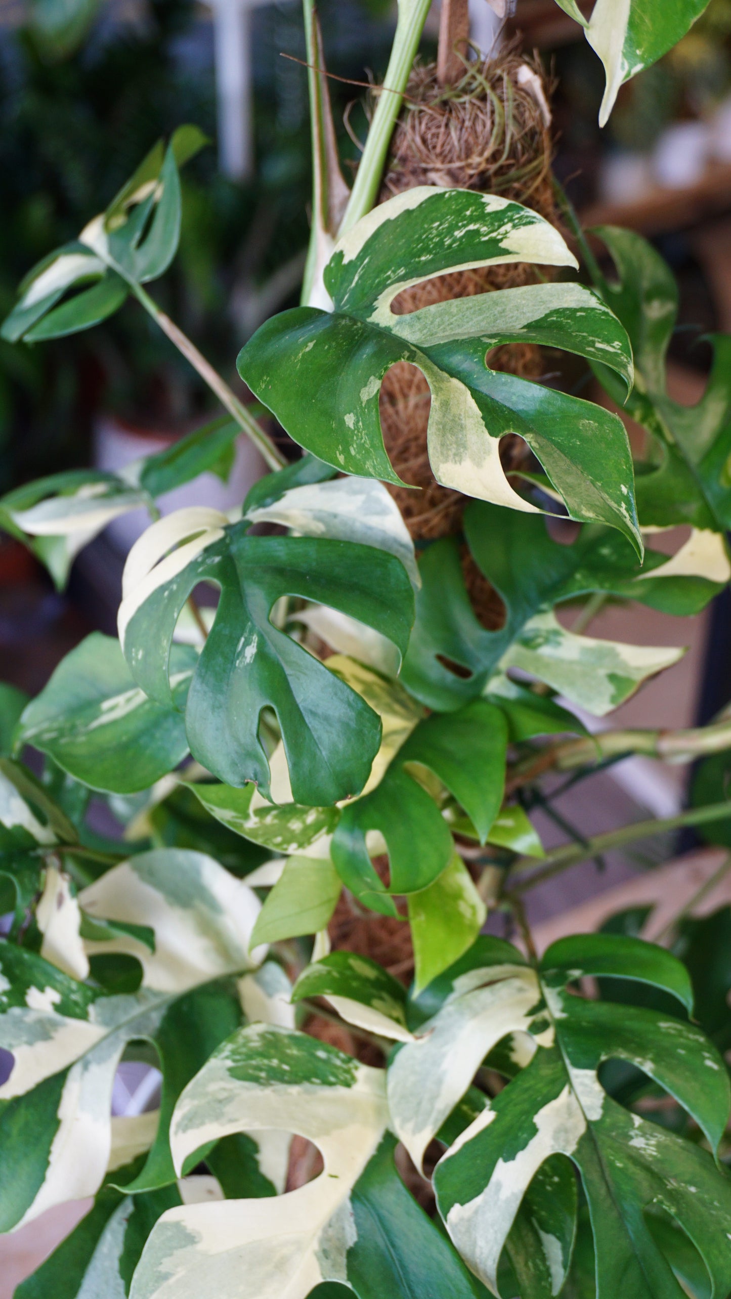 Rhaphidophora Tetrasperma Variegata studio plantes rares jungle jardinerie strasbourg rare plant shop online pflanzen