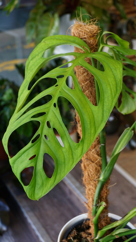 Monstera Esqueletto studio plantes rares jungle jardinerie strasbourg rare plant shop online pflanzen leaf zoom