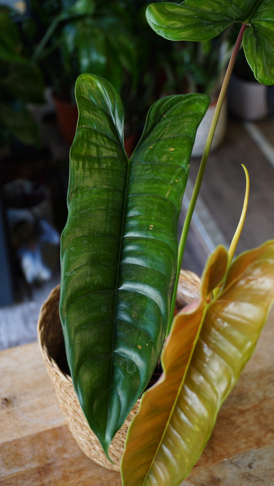 Philodendron Felix studio plantes rares jungle jardinerie rare plant shop online pflanzen zoom