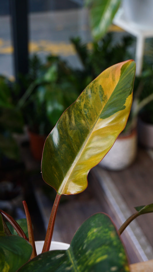 Philodendron Red Congo Variegata