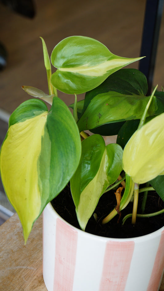 Philodendron Brasil plante retombante grimpante studio plantes rares jungle jardinerie rare plant shop online pflanzen leaf zoom