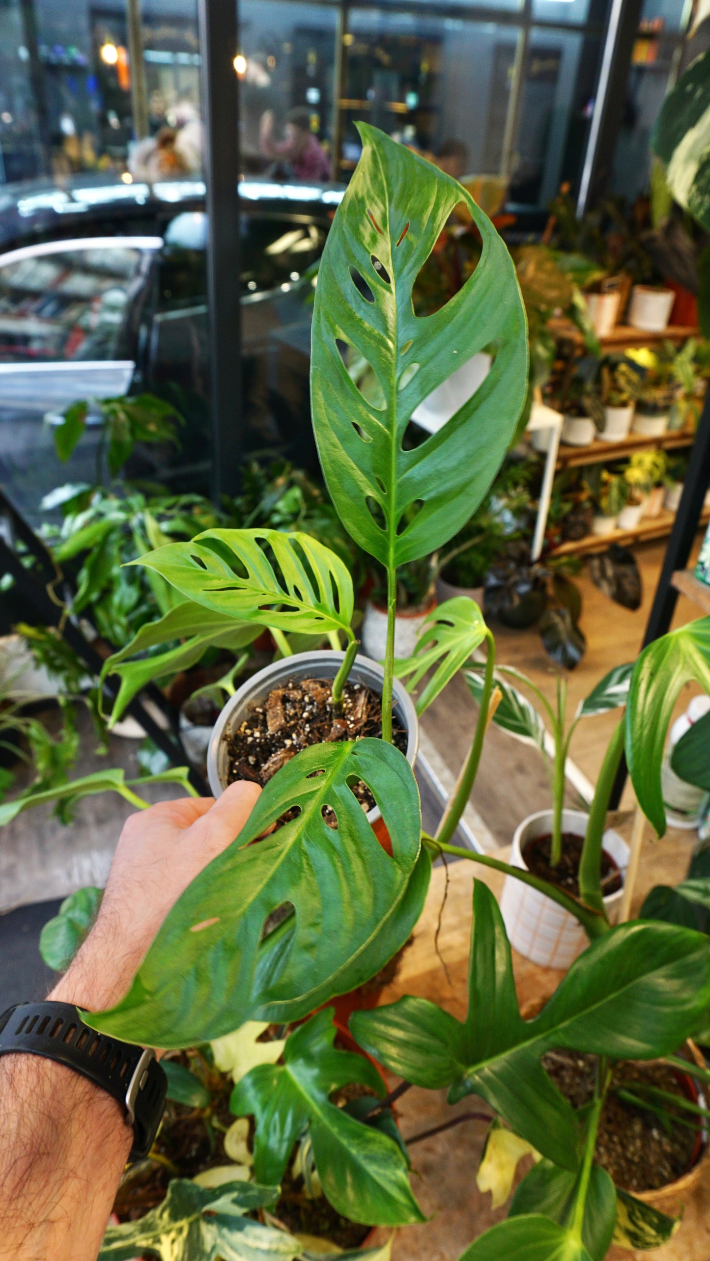 Monstera Obliqua x Adansonii