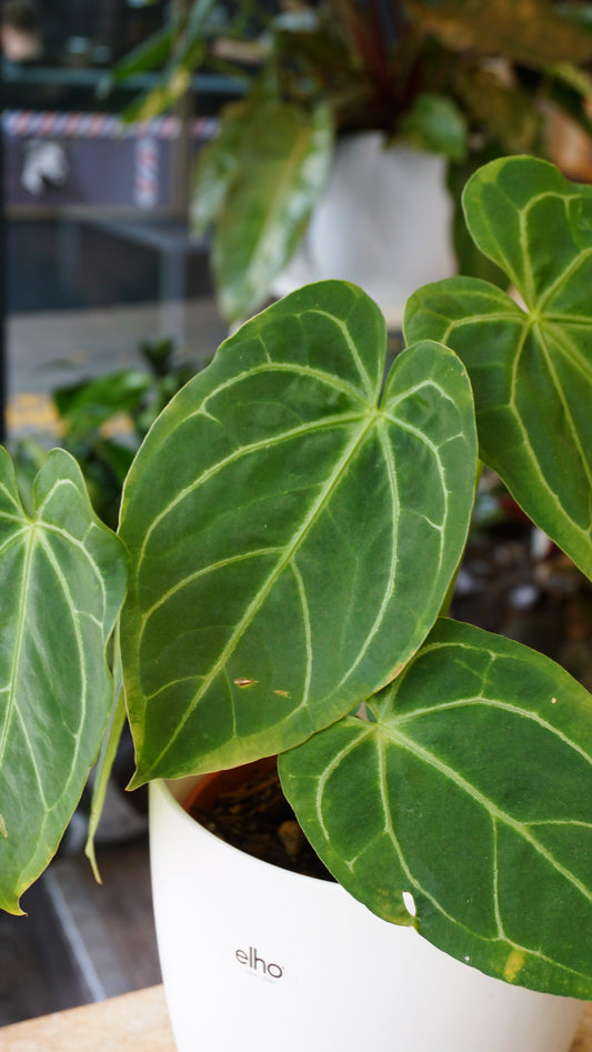 Anthurium 'Restless Dreamer' Batch