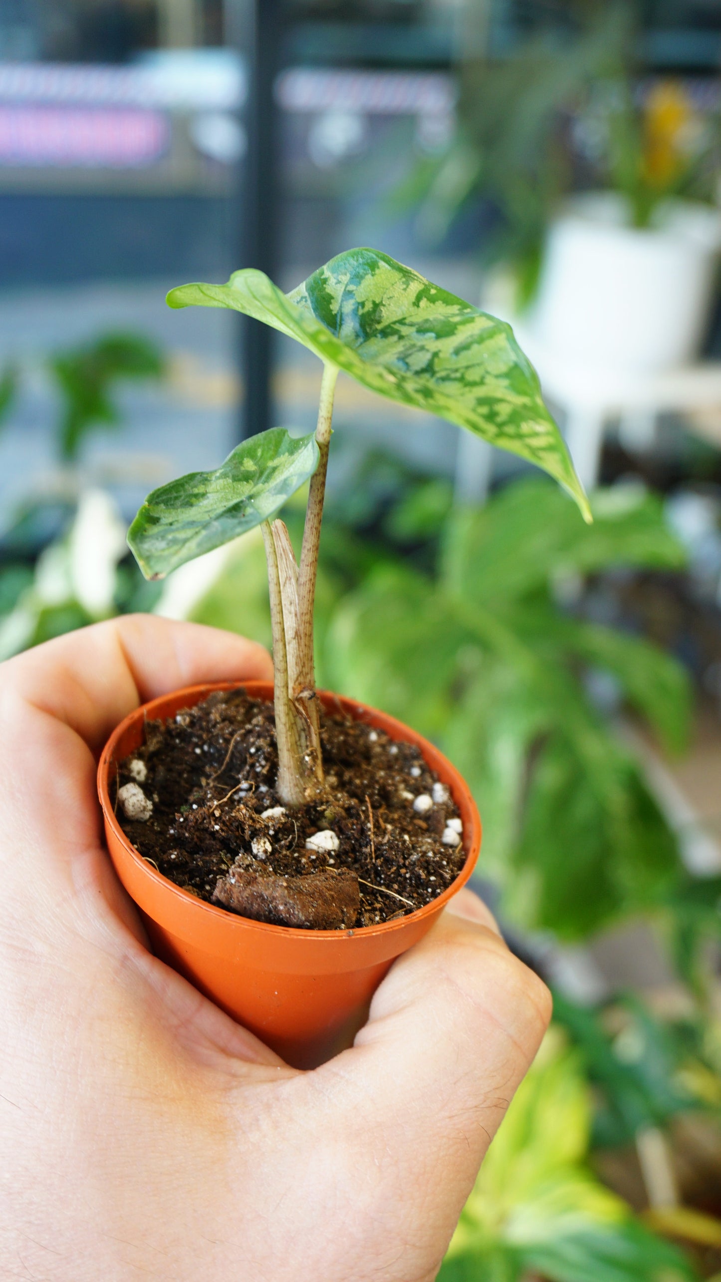 Alocasia Shattered Glass chartered glace studio plantes rares jungle jardinerie strasbourg rare plant shop online pflanzen