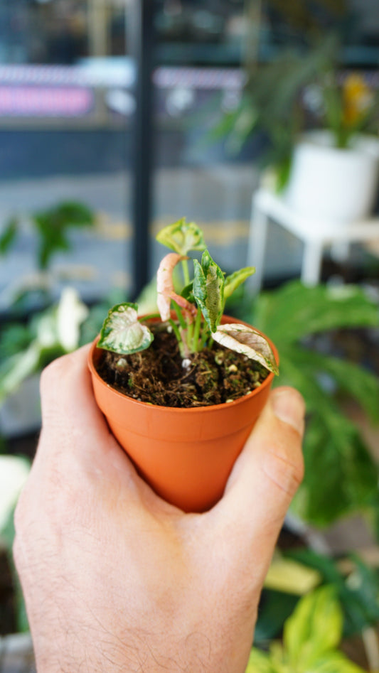 Syngonium Godzilla Pink studio plantes rares jungle jardinerie strasbourg rare plant shop online pflanzen
